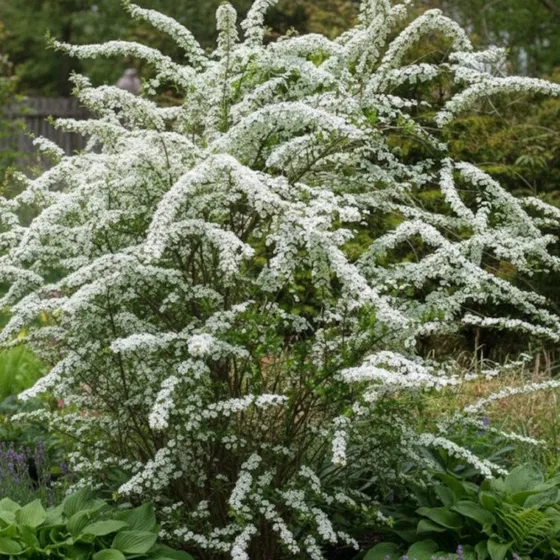 Spirée de Van Houtte - Arbuste à fleurs blanc éclatant