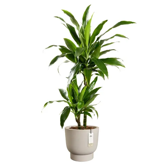 Elho Amber Grail 47 cm Greige