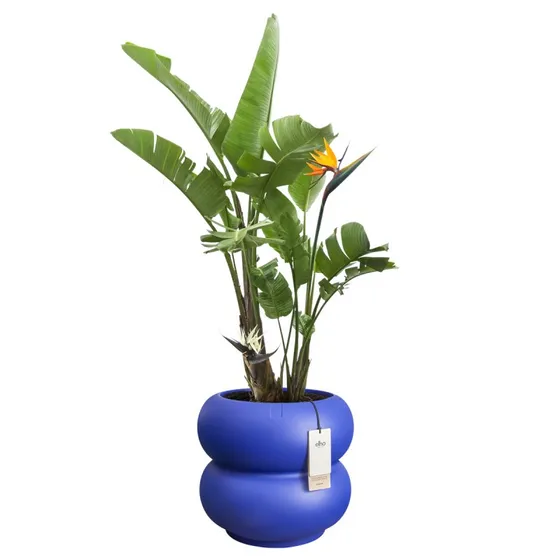 Elho Amber Roll Low 43 cm Bleu Royal