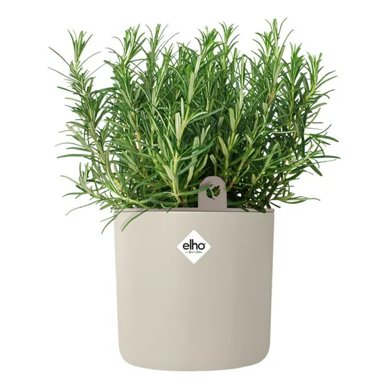 Happy Herbs 14 cm blanc lin