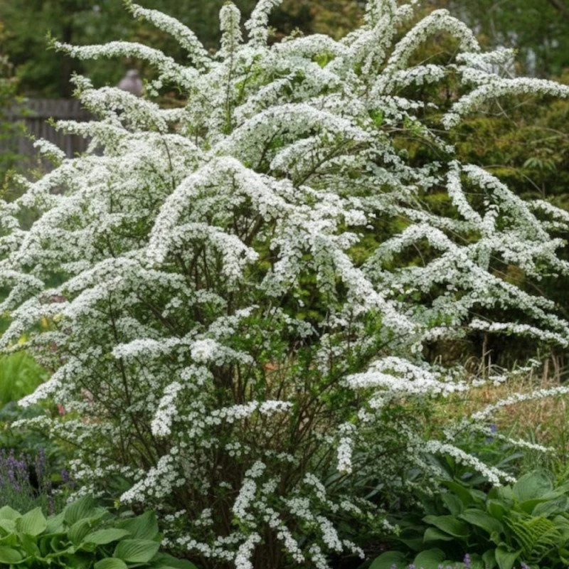 Spirée de Van Houtte - Arbuste à fleurs blanc éclatant