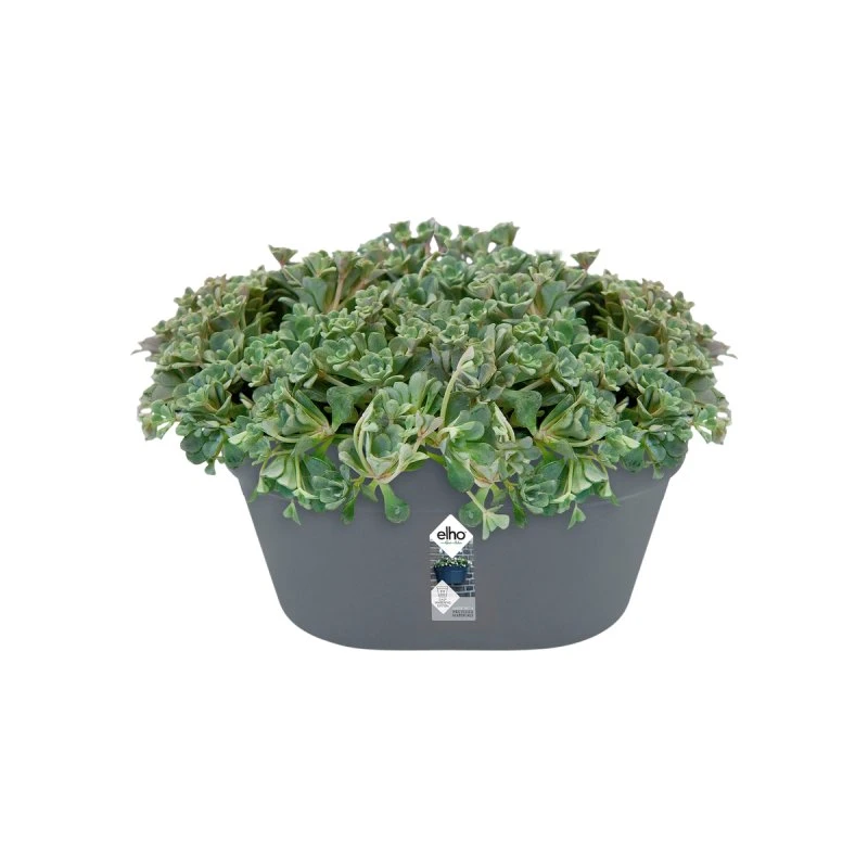 Elho Jardinière Murale LOFT URBAN 40 cm anthracite