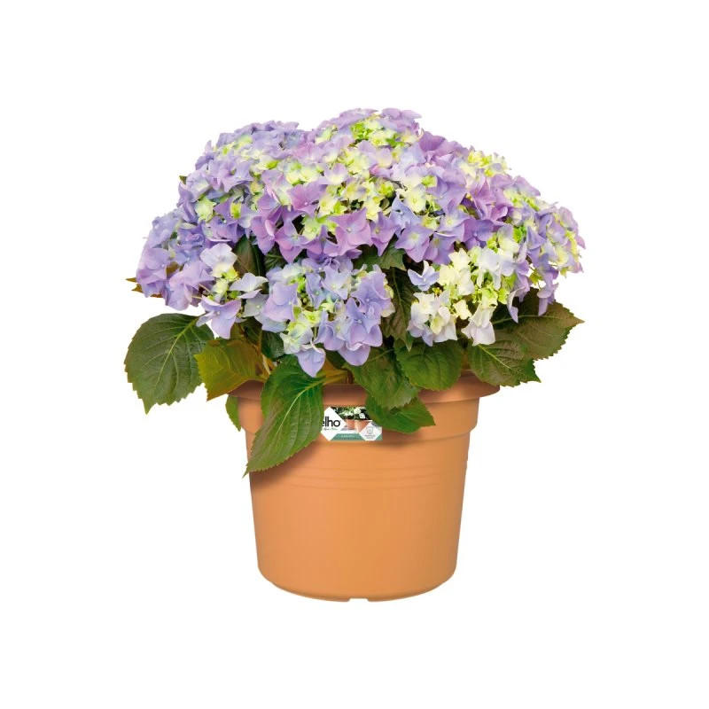 Elho Green Basics Pot Rond 40 cm Terre Cuite Doux
